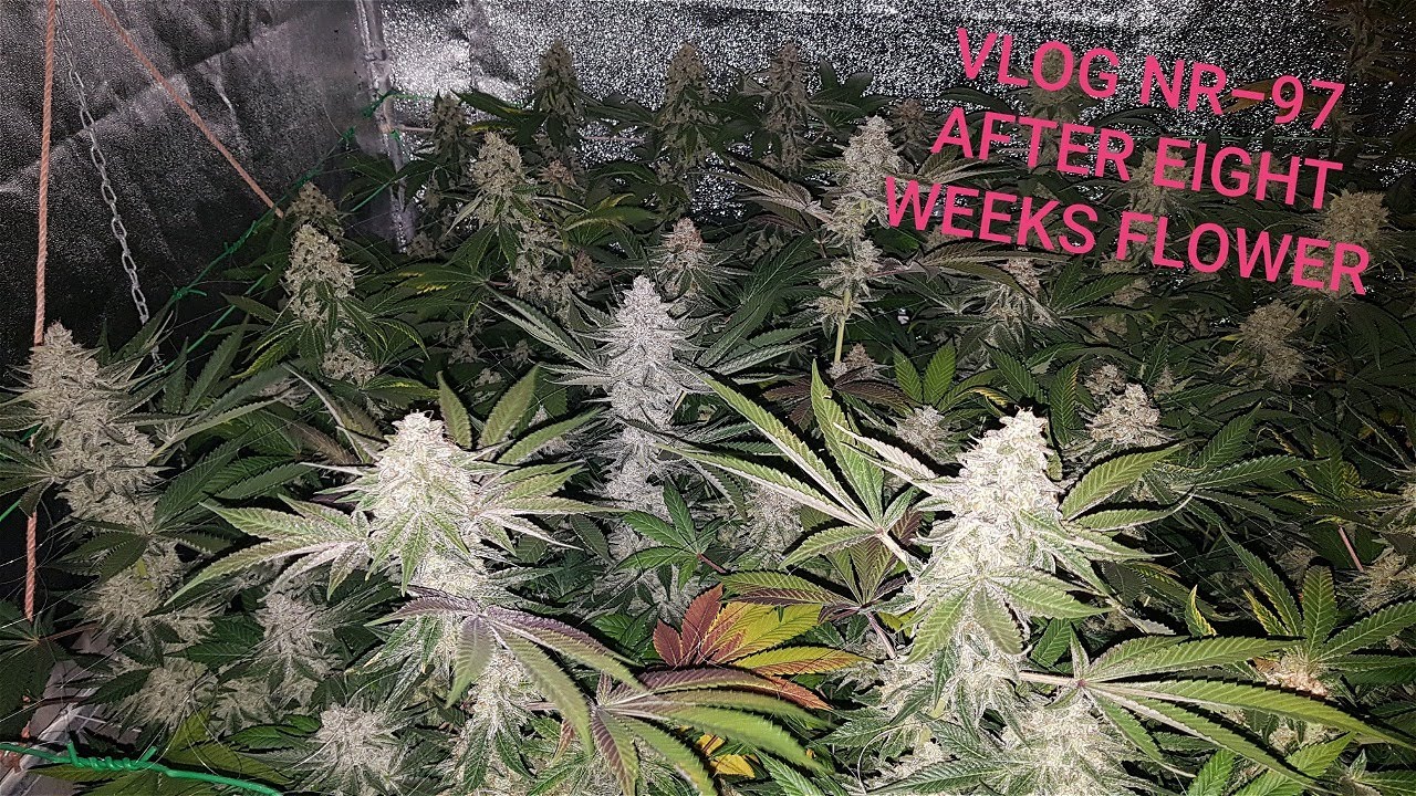 Dosidos, Runtz, Bubble Haze, At Eight Weeks VLOG NR 97