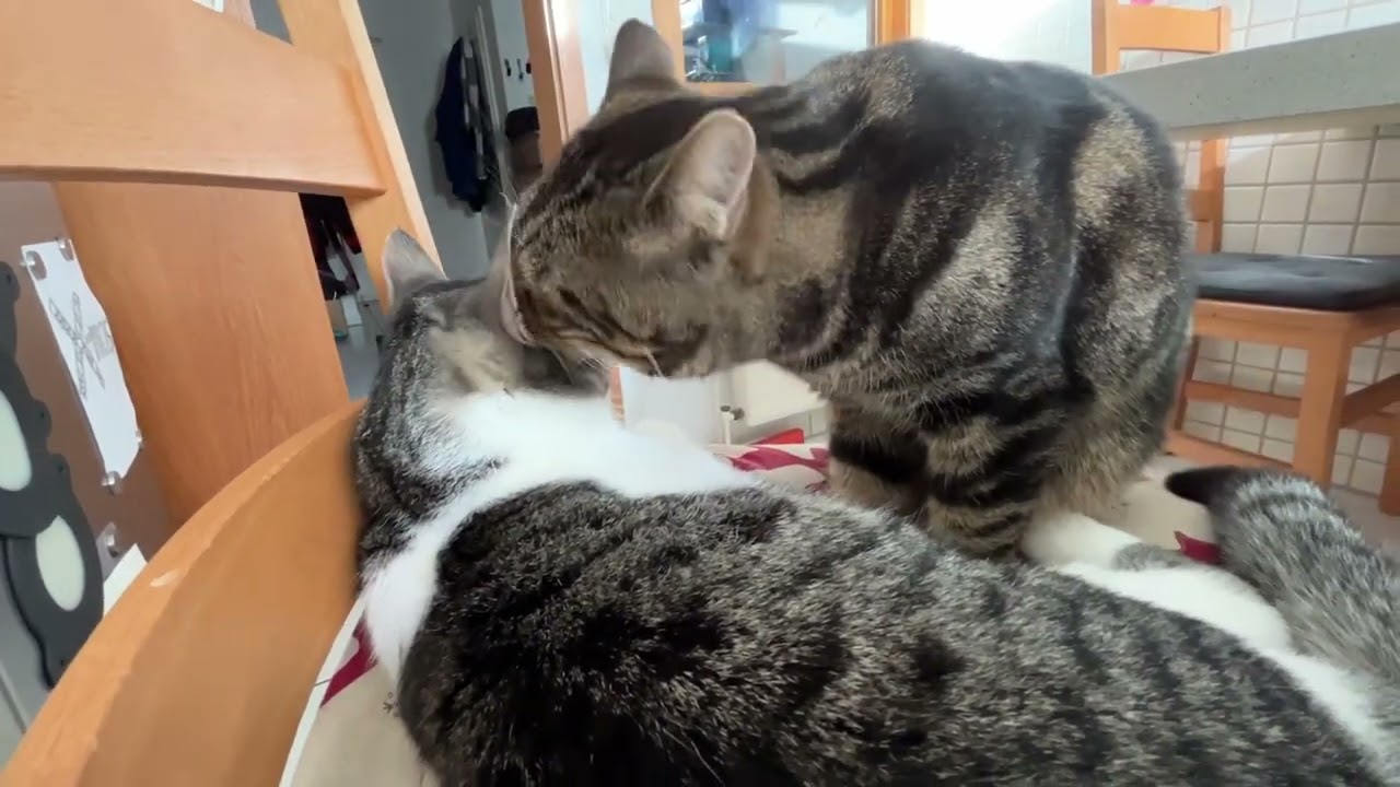 Katze putzt eine andere Katze, niedliche Katzen, Katzen lecken sich, putzig
