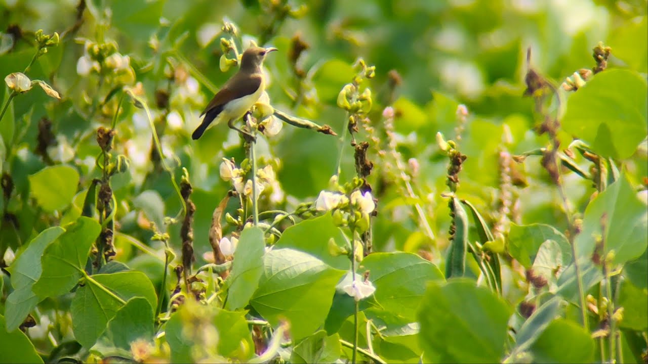 Garden sunbird.