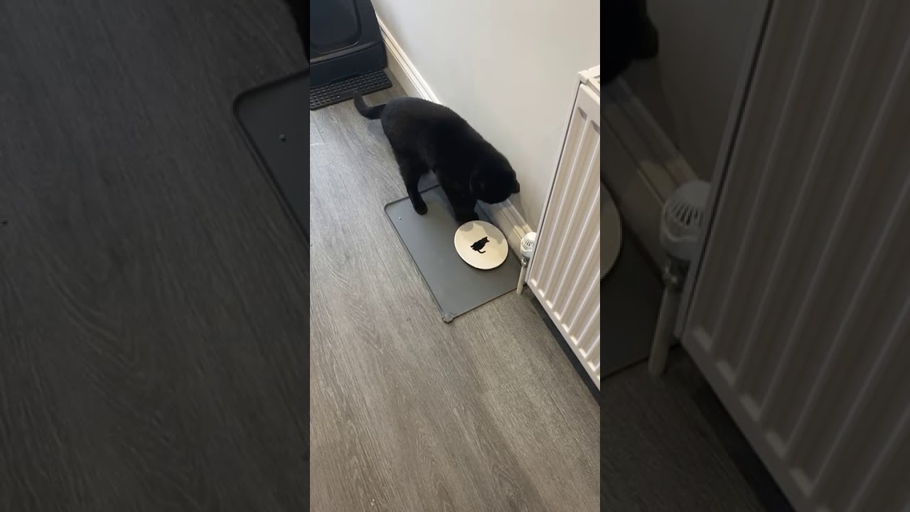 Why does my cat scratch at the wall or floor every time he poops!?