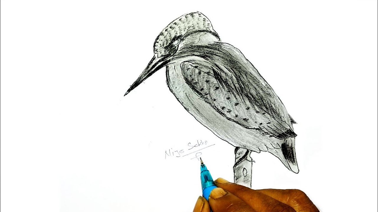 Bird Sketch, Bird Sketch Drawing Step by Step, Bird Sketch Realistic, Bird Drawing Easy
