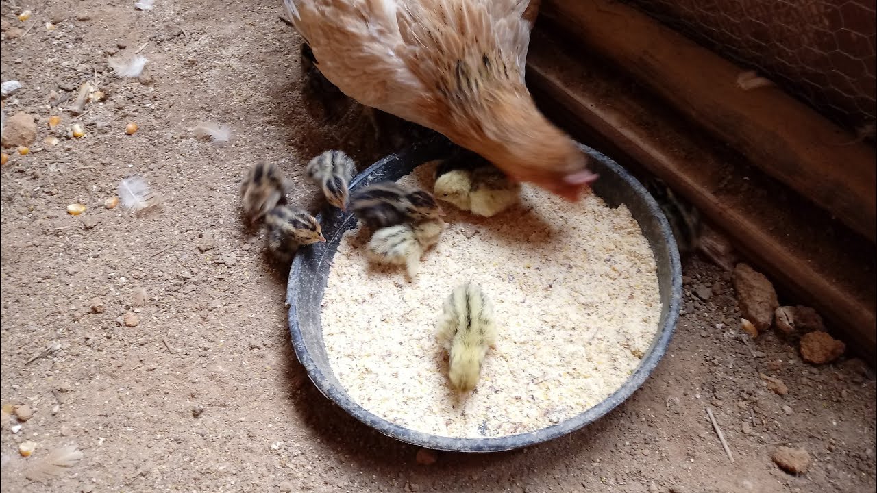 Galinha criando filhotes de codorna