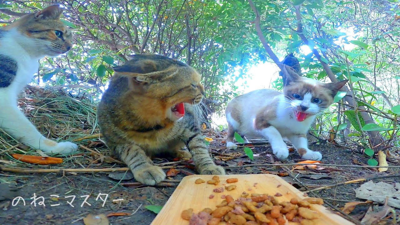 カリカリの所有権を主張しあう野良猫たち