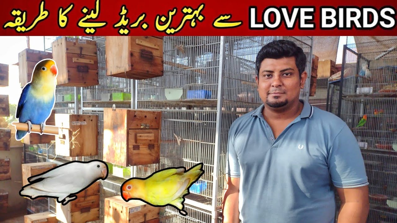 Ali Naseer Lovebird Breeding Setup Tour | Birds Breeding Progress | Dun Fellow, Bronze Fellow, Aqua