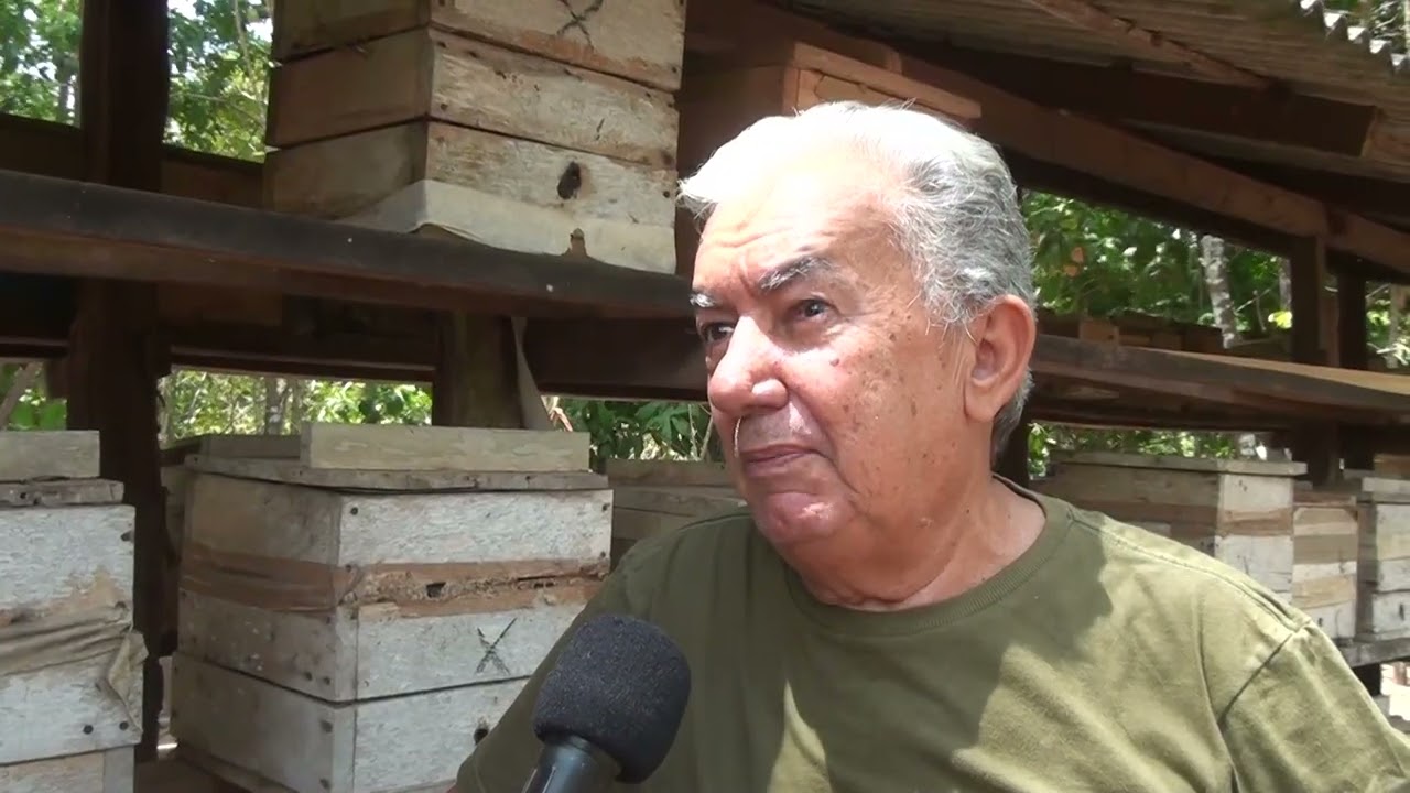 Produtor de abelhas tiúba e a produção de mel.