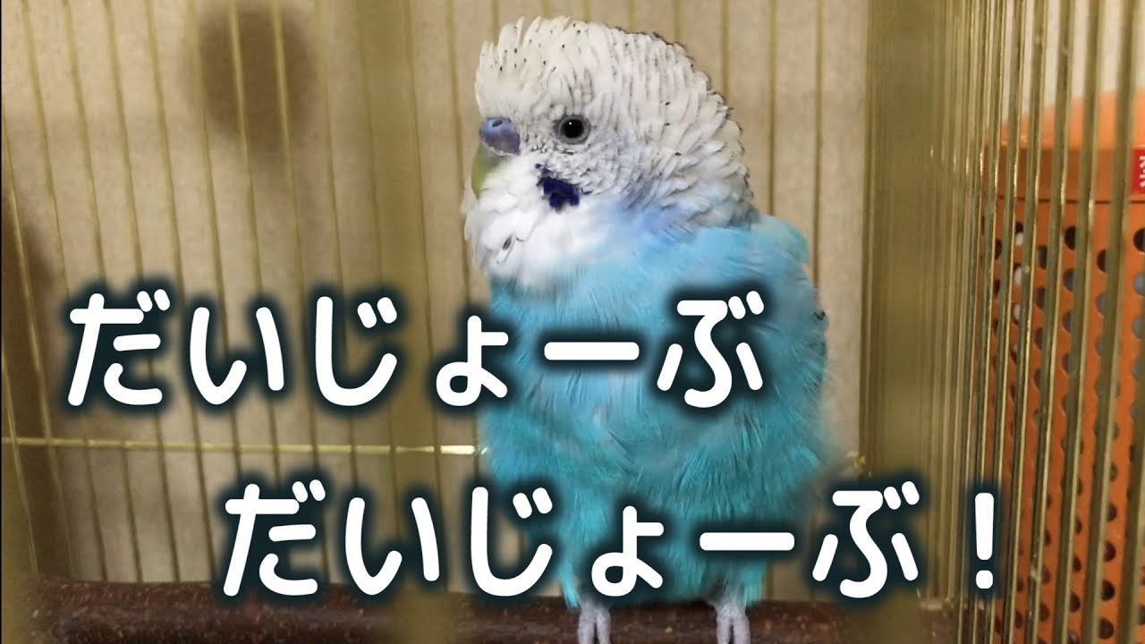 「大丈夫。よしよし」と自分に言い聞かせるインコ