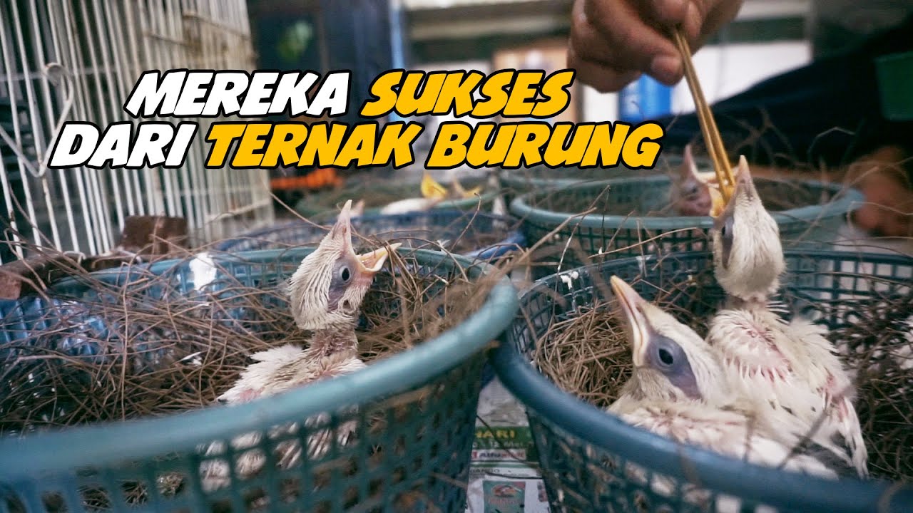 DAFTAR PENANGKAR BURUNG SUKSES DI INDONESIA LENGKAP DENGAN KONTAK NYA (SILAHKAN BUAT YANG MAU BELI )