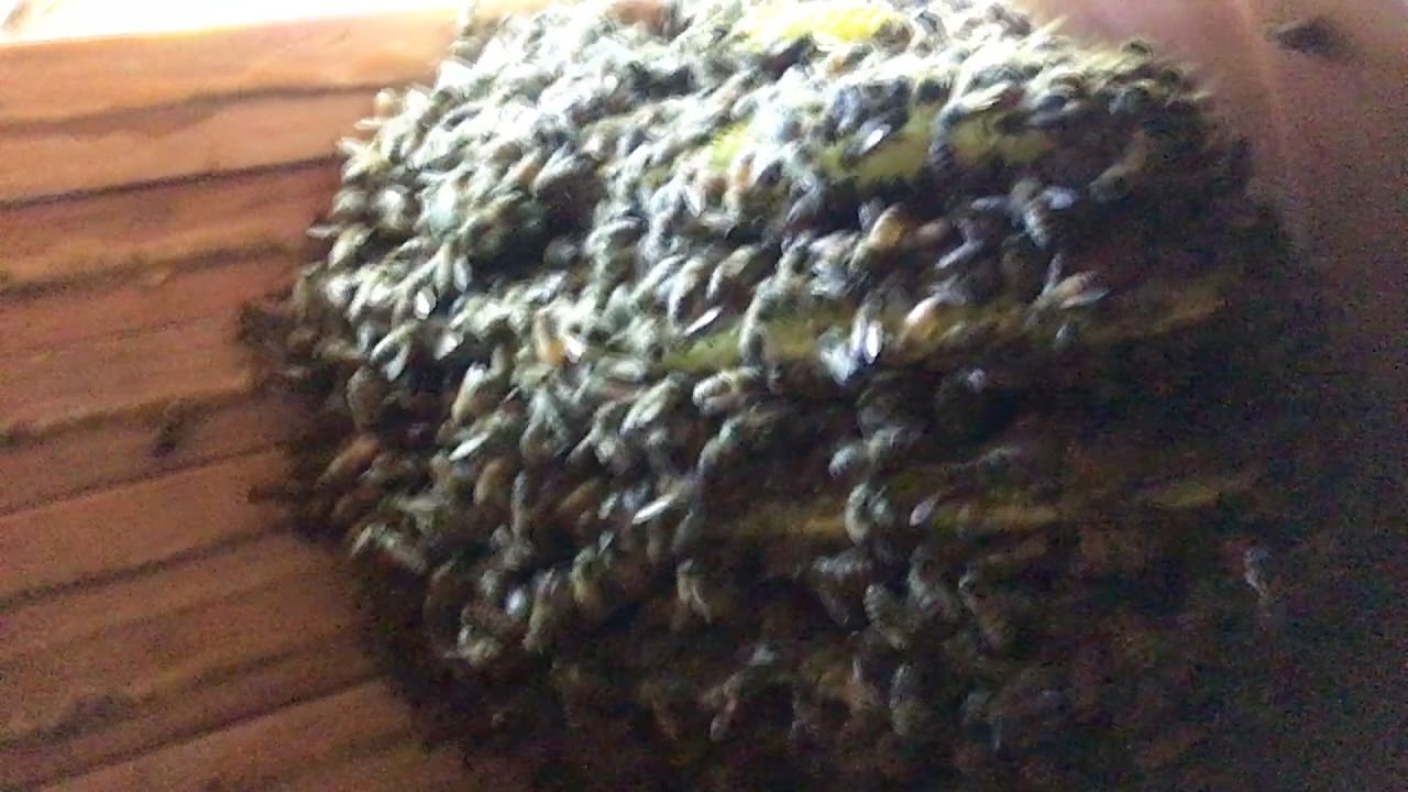 Gardening With Cody Week 4: Update on Flower Pot Hive