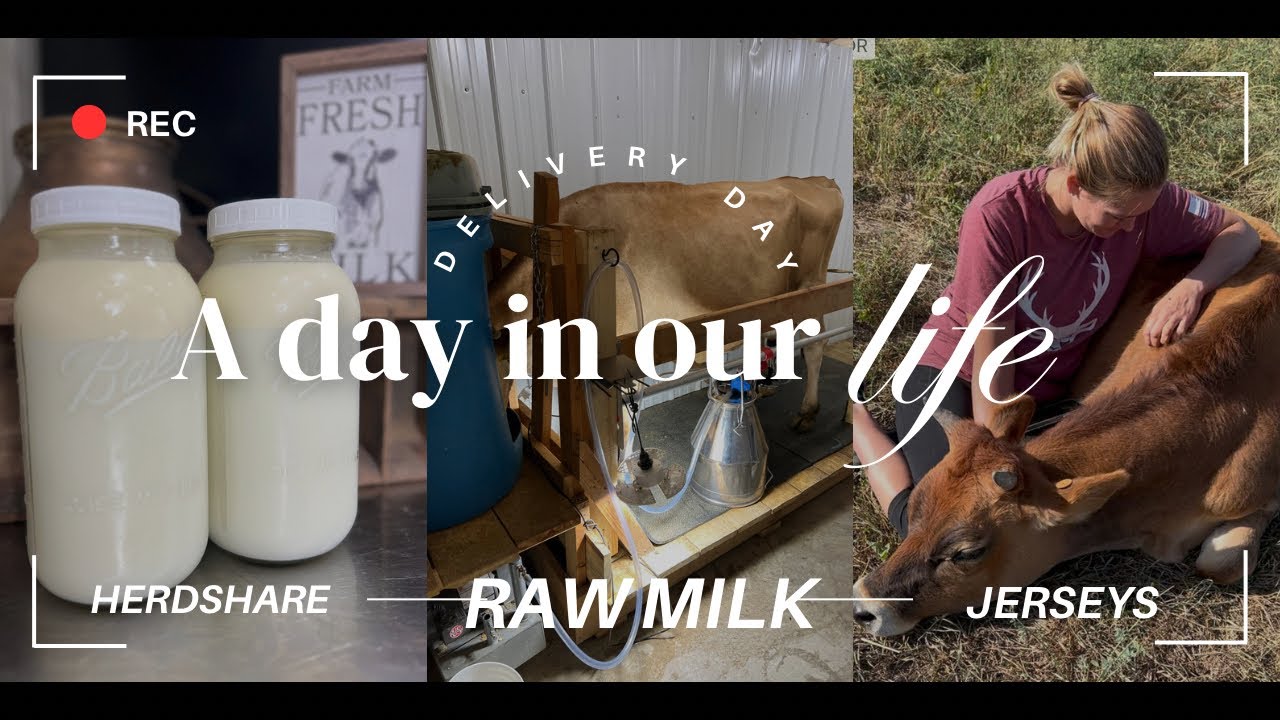 From Cow to Customer: Herdshare/Raw Milk Delivery Process