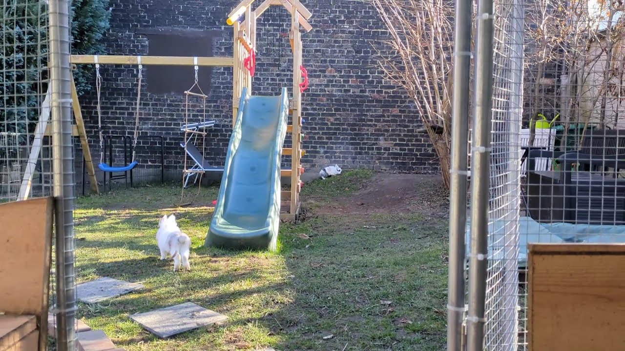 Toffi i Puszel na placu zabaw 🐇🐇 Hodowla króliczków z Miziulką #2