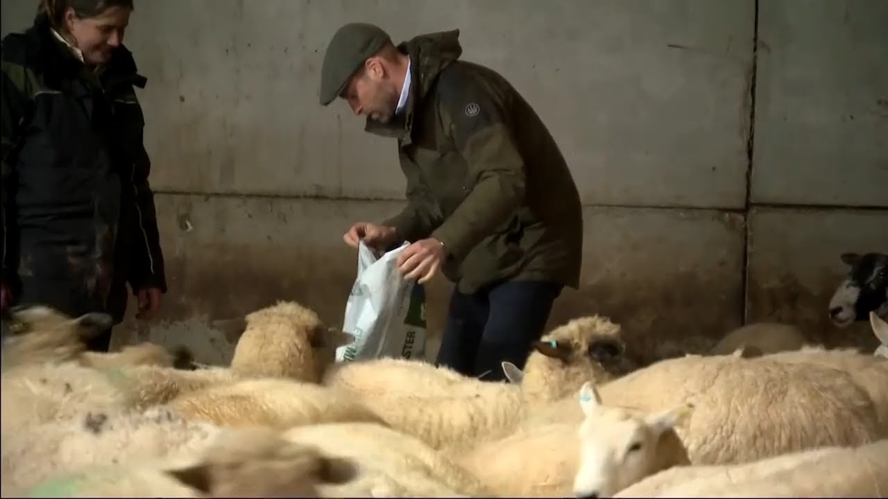 Prince William Trades Palace for Pasture During Farm Visit in England