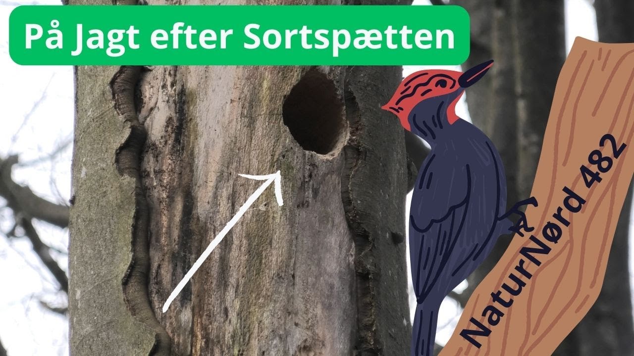 EKSPEDITION SORTSP&AElig;TTE + NYT DYREPROGRAM FRA P&Aring; S&Oslash;NDAG