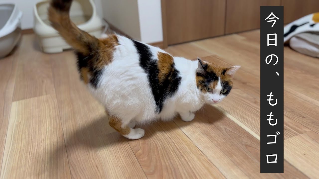甘えん坊でかわいい猫【三毛猫】