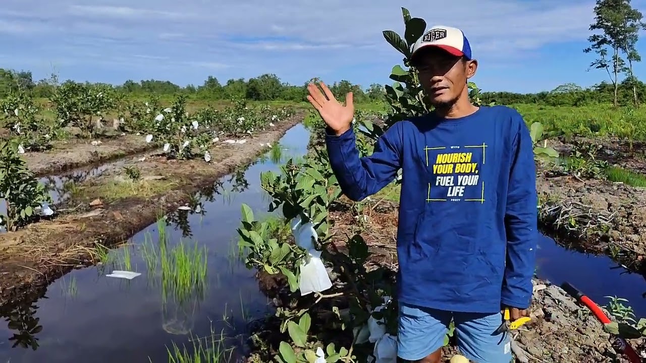 UPDATE HARGA JAMBU SIUMIKPALA DI KALIMANTAN BARAT