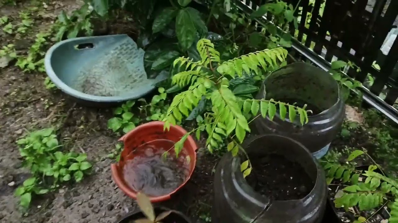 Hujan-hujan di kebun #hujan #kebunsampingrumah 