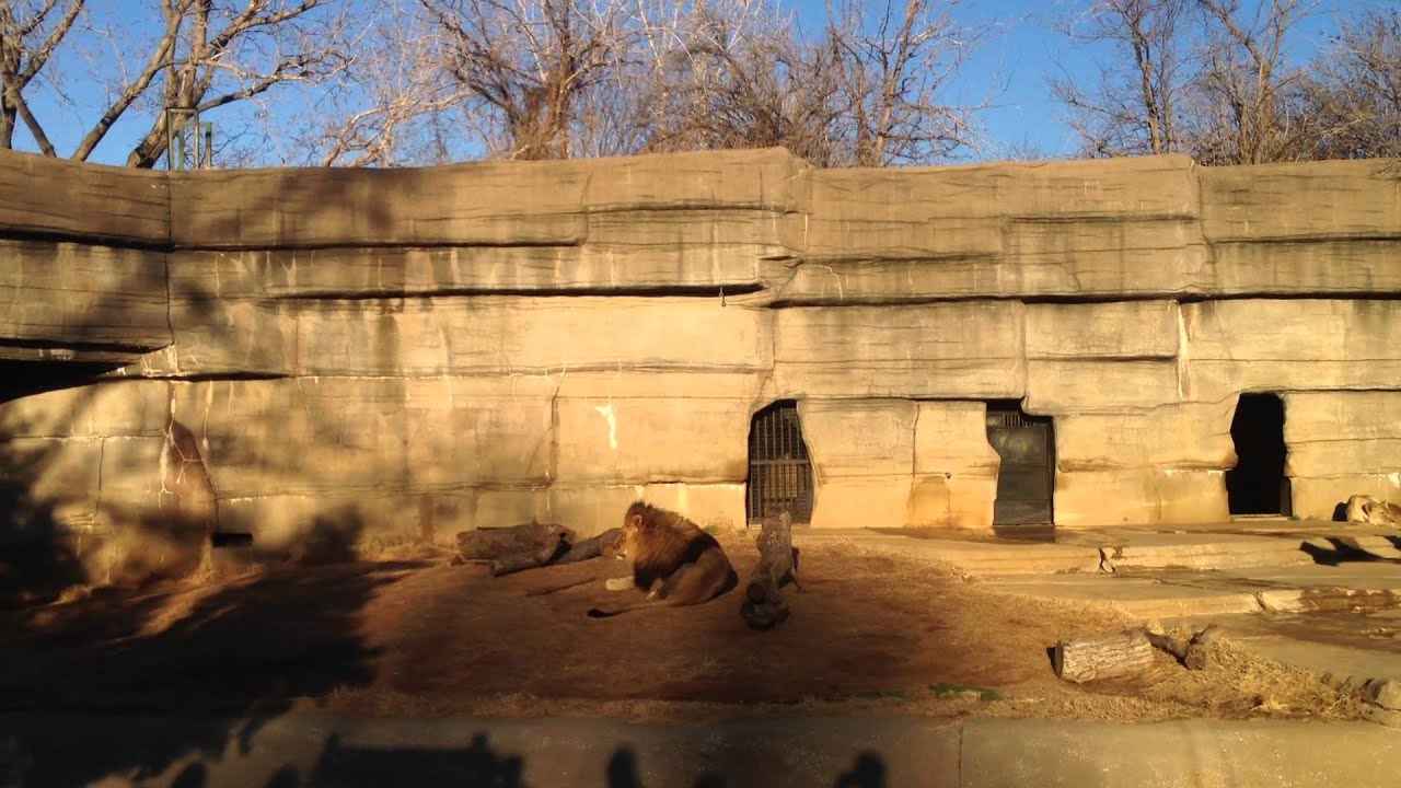 Lion Roars at Tulsa Zoo