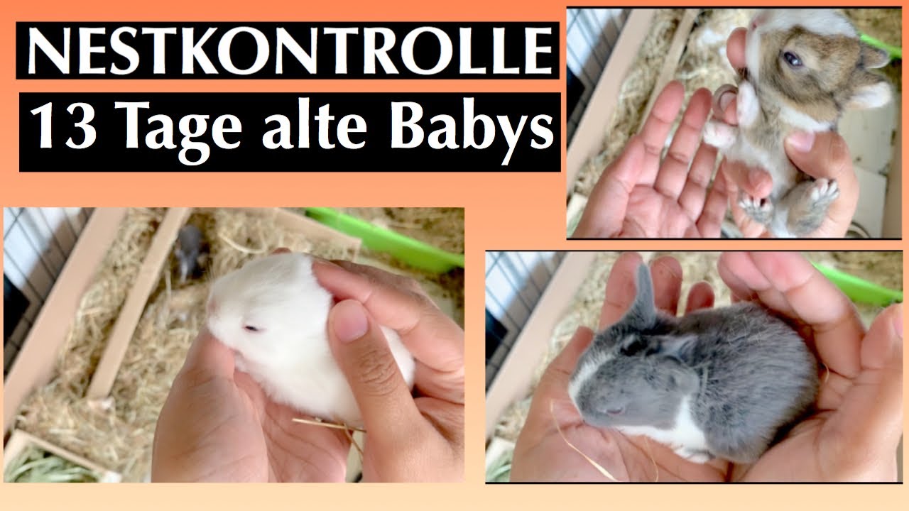 13.tage alte Kaninchen Babys/Kaninchenbande