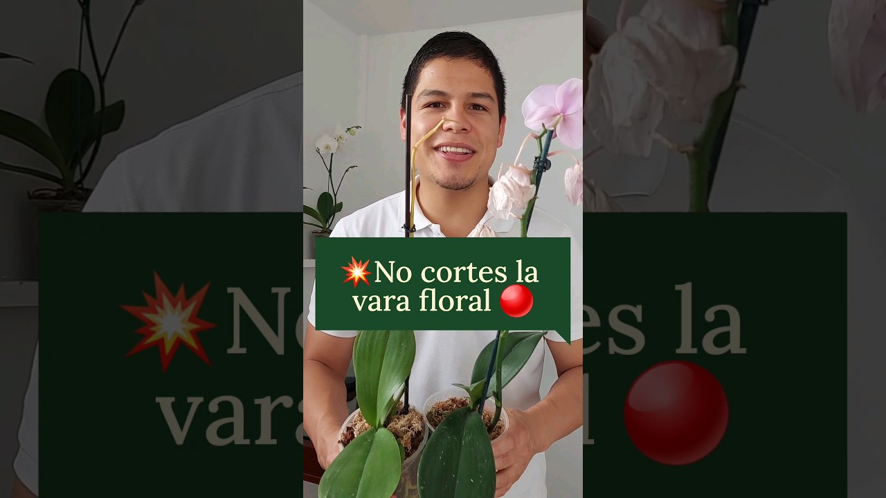 Como cortar la vara floral de mi orqu&iacute;dea - En qu&eacute; momento cortar la vara floral #orchids