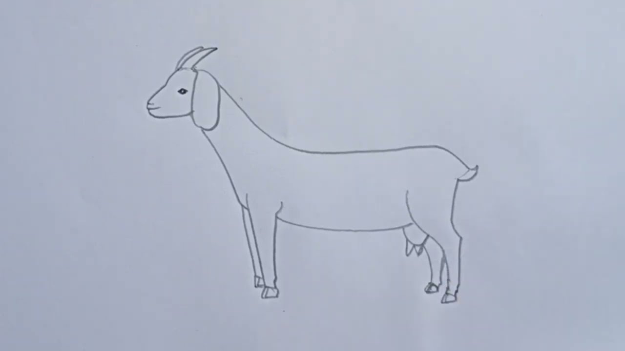 how to draw goat drawing easy step for beginners@Aarav Drawing Creative