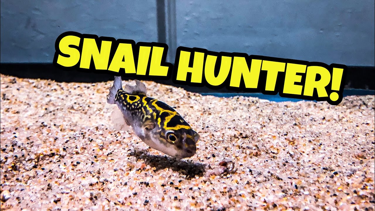 Puffer Added To Mudskipper Brackish Aquarium