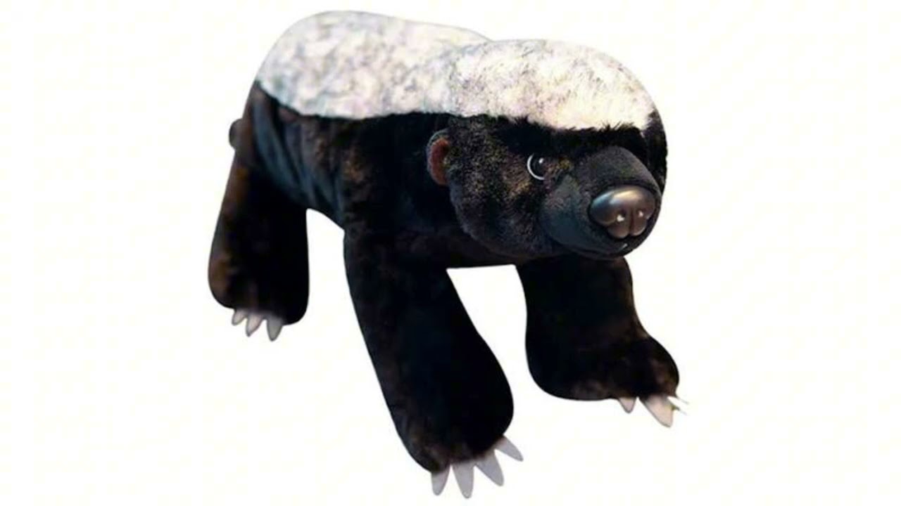 The song that plays when you encounter a honey badger