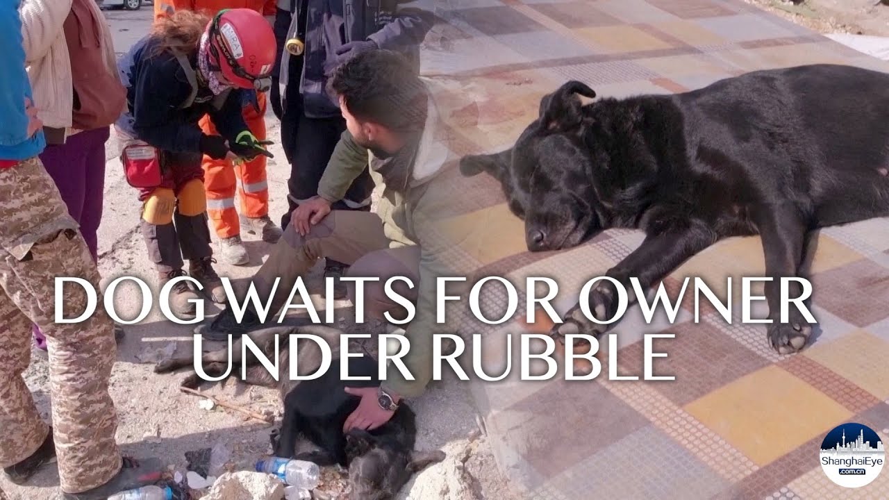 Emotional moment: dog awaits its owner trapped under rubble in Turkey quake