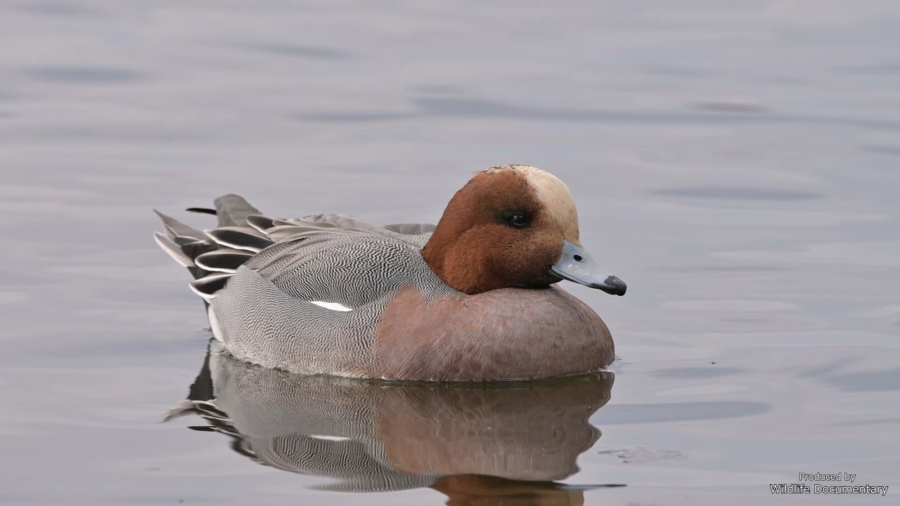 Eurasian Wigeon - behaviour and song/call - Pfeifente