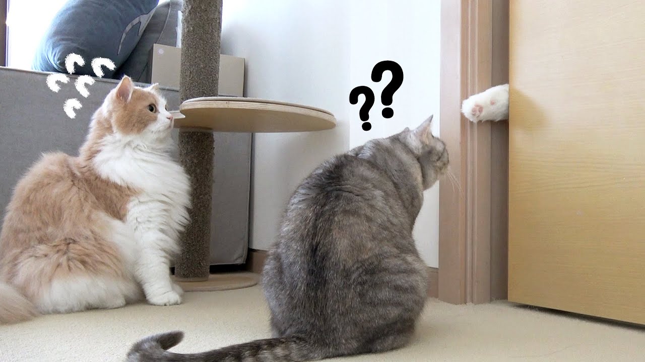 낯선 고양이 때문에 난리가 났어요! 어색한 사이 Vlog
