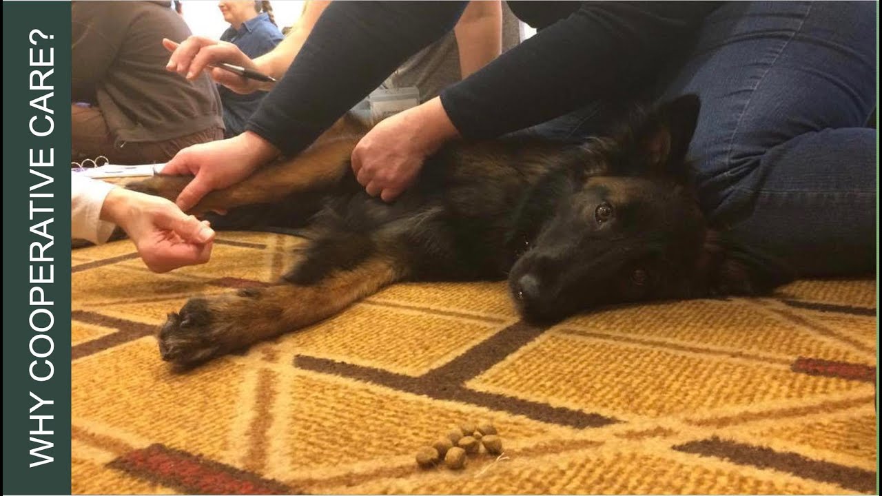 Cooperative Care - Teach Your Dog to Love Husbandry | Southpoint Animal Hospital