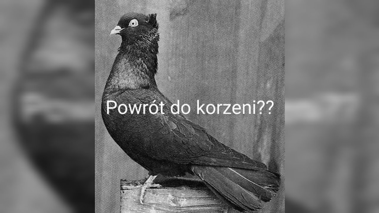 Gdański Wysokolotny-Sokół Gdański lata czy nie lata?