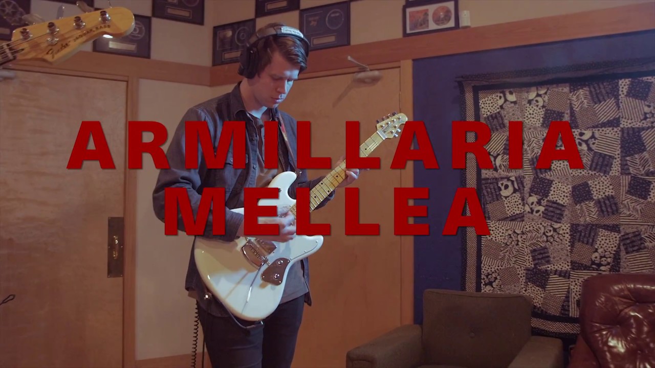 Wolf & Bear - Armillaria Mellea (Live From Pus Cavern)