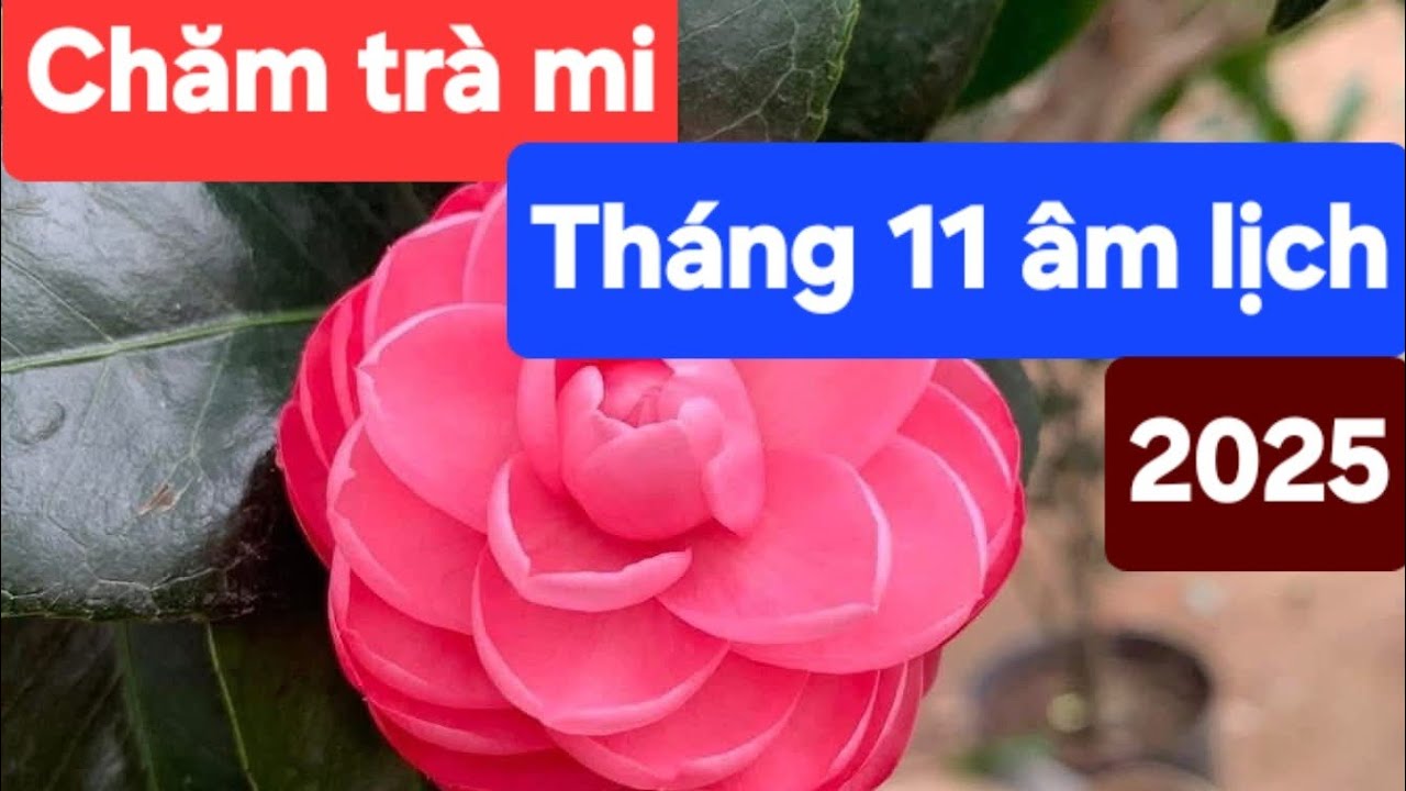 Chăm trà mi tháng 11 âm lịch 2025