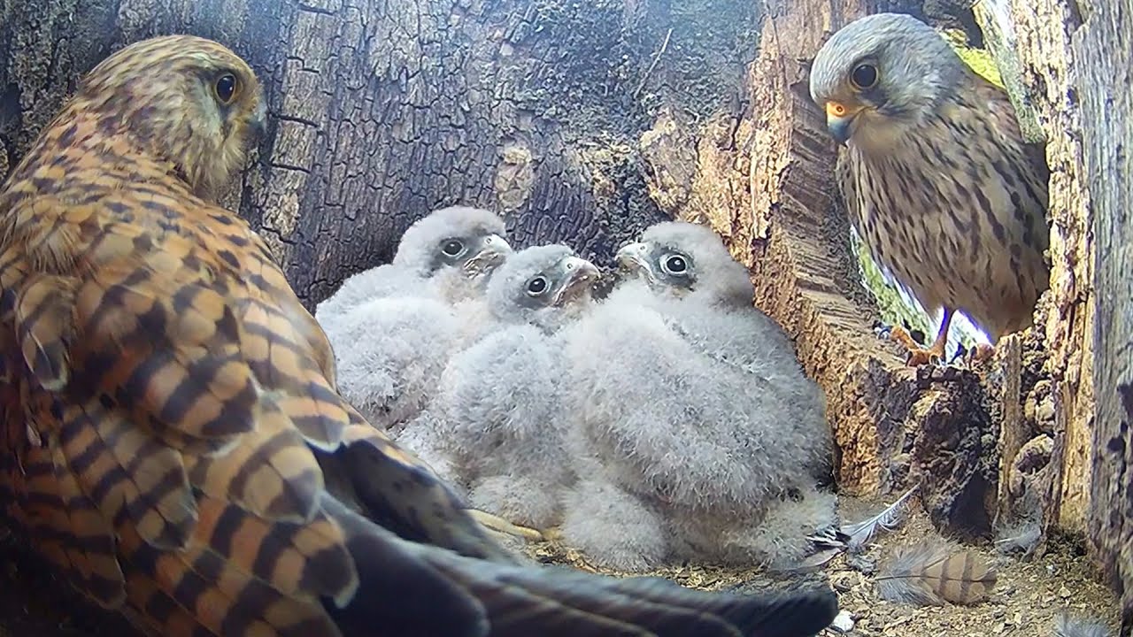 Kestrels Face Tough Decisions To Ensure Chicks Survive | Athena & Apollo | Robert E Fuller