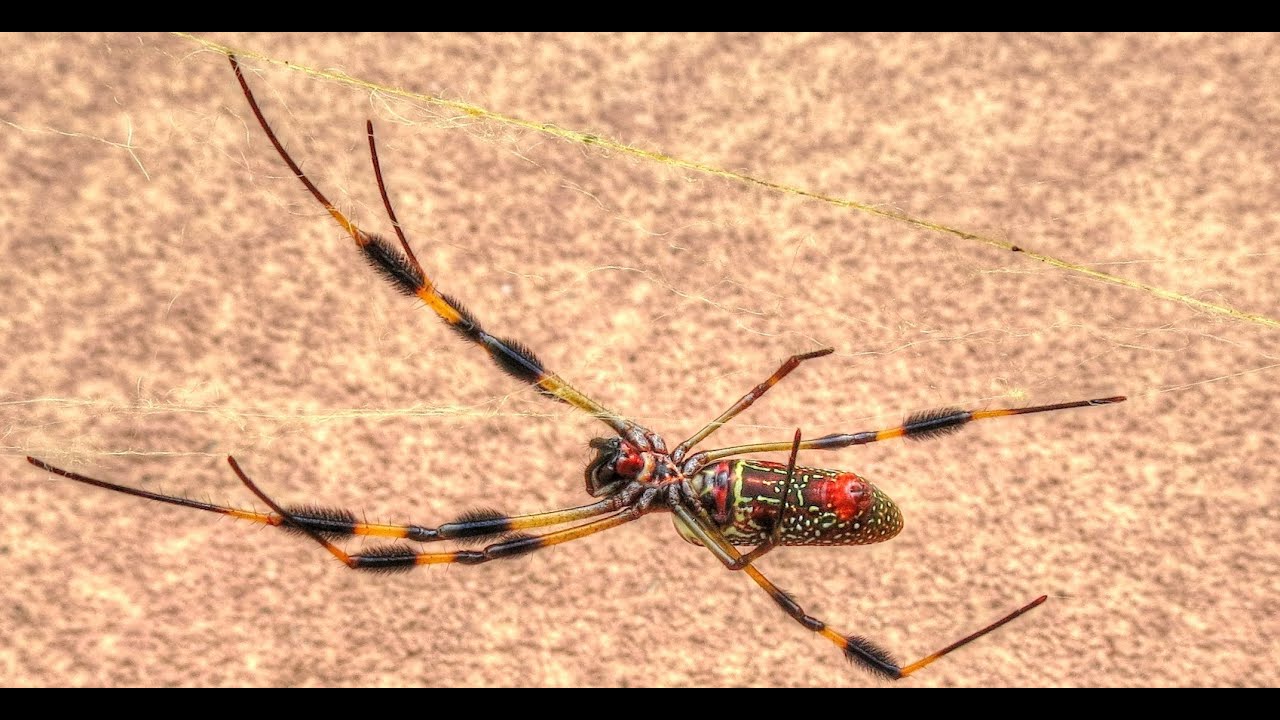 Golden Silk Orb Weaver Spider Web Strength Test (Part II)