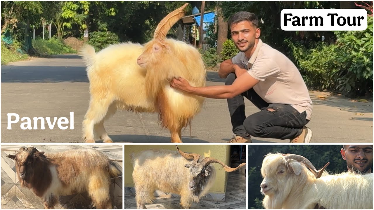 Aafiya Goat Farm Panvel | Full Farm Tour & Exotic Goats