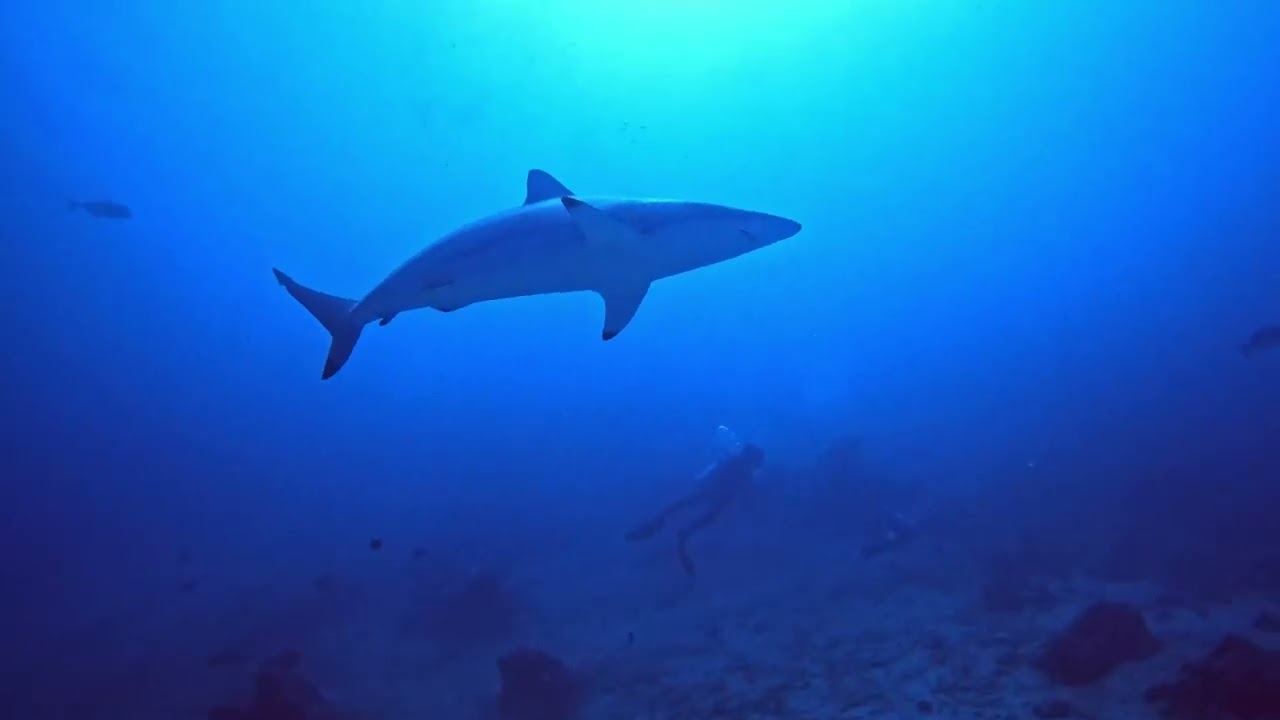 Shark Tank - Hulhumale, Maldives - February 2025