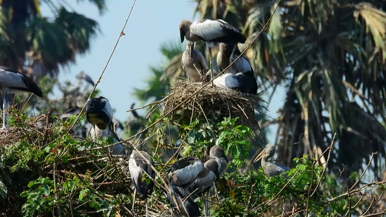 Freedom Of Bird Life Live In The Beautiful Forest and Peaceful Place  0035