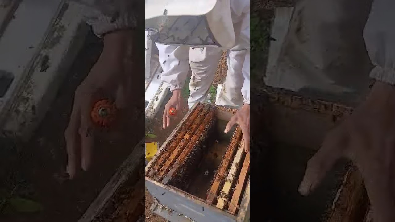 نزع طردين من خلية الأم