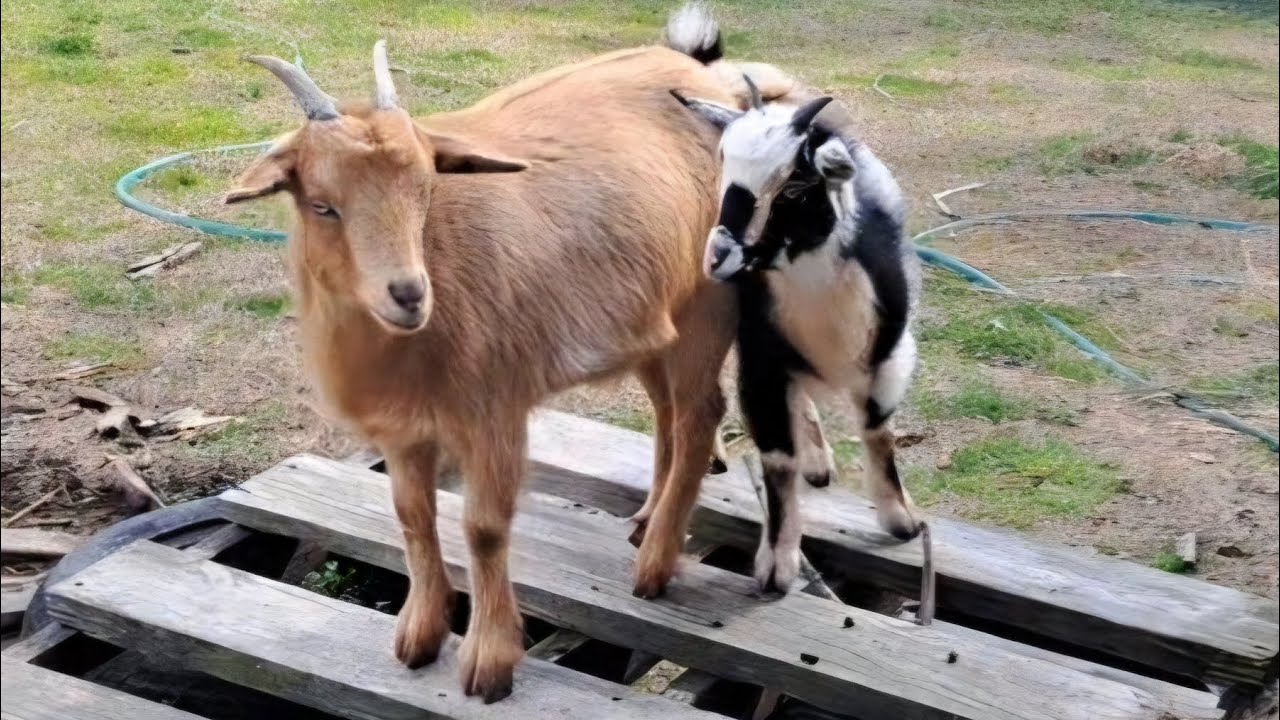 Checking on the animals. 