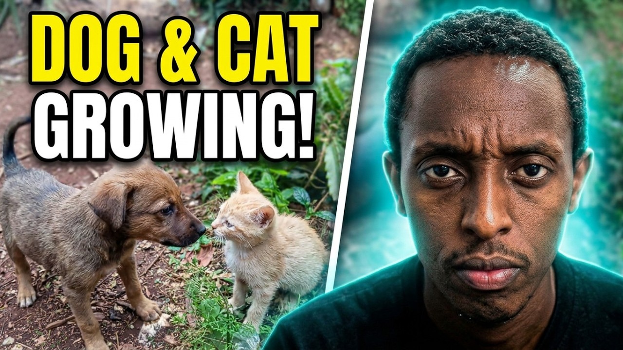 The dog is getting grown in the cats