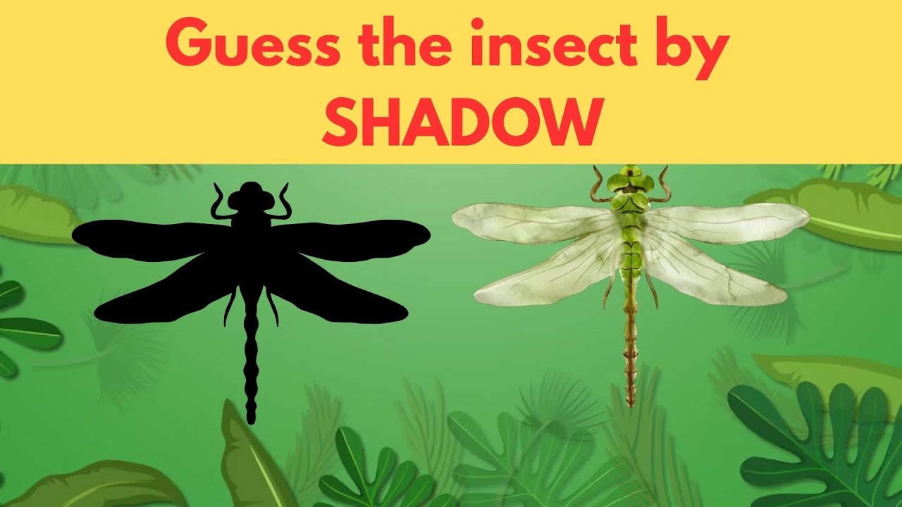 Guess the Insect by Shadow | Fun Insect Quiz for Kids | Educational Game for Children & Teachers