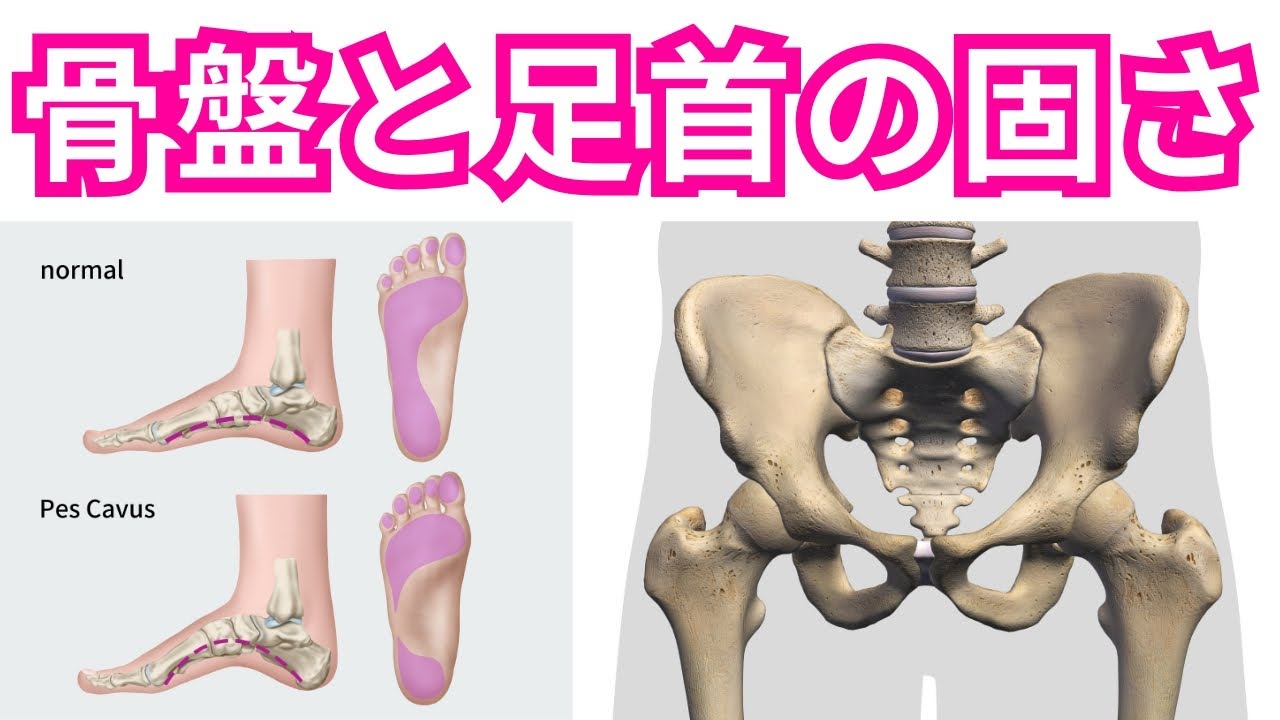 【足首が固い人に多い骨盤の特徴２パターン】足首が固くなる原因は骨盤・股関節！理学療法士が骨盤と足首の関係性・運動療法を徹底解説！【運動療法/ピラティス/足関節】