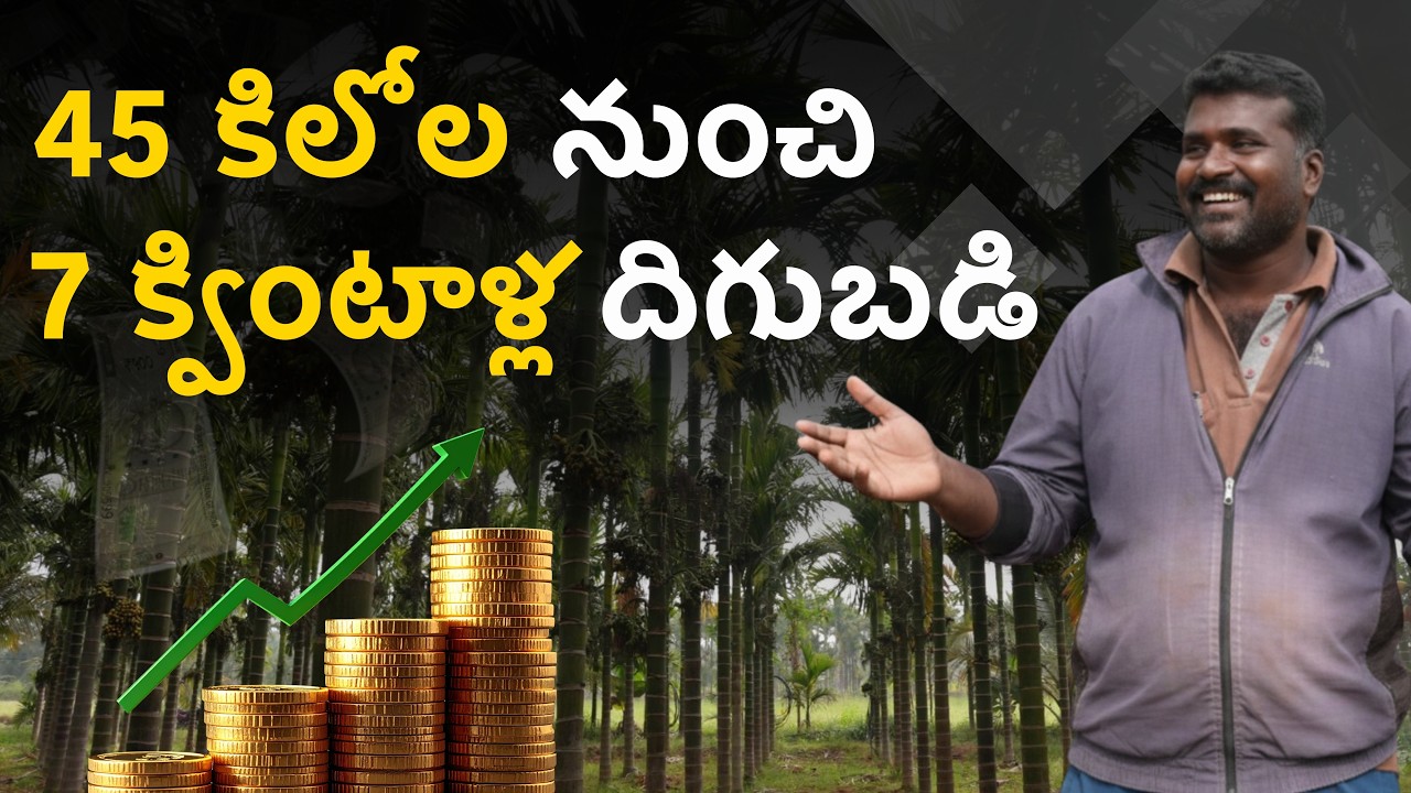 Integrated Arecanut Farming: 900 మొక్కల్లో 40KG ➜ 7 క్వింటాళ్లు! | 5 ఏళ్ల అడకె తోటలో సంచలన మార్పు