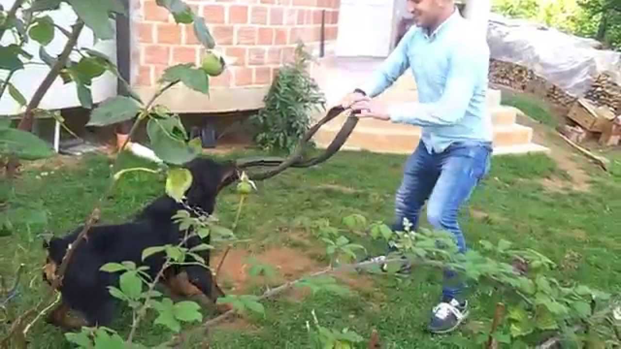 podgorci rottwailer