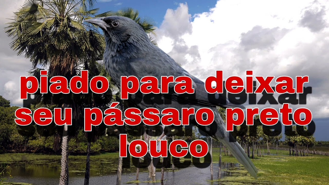 fêmea de pássaro preto chamando ou graúna