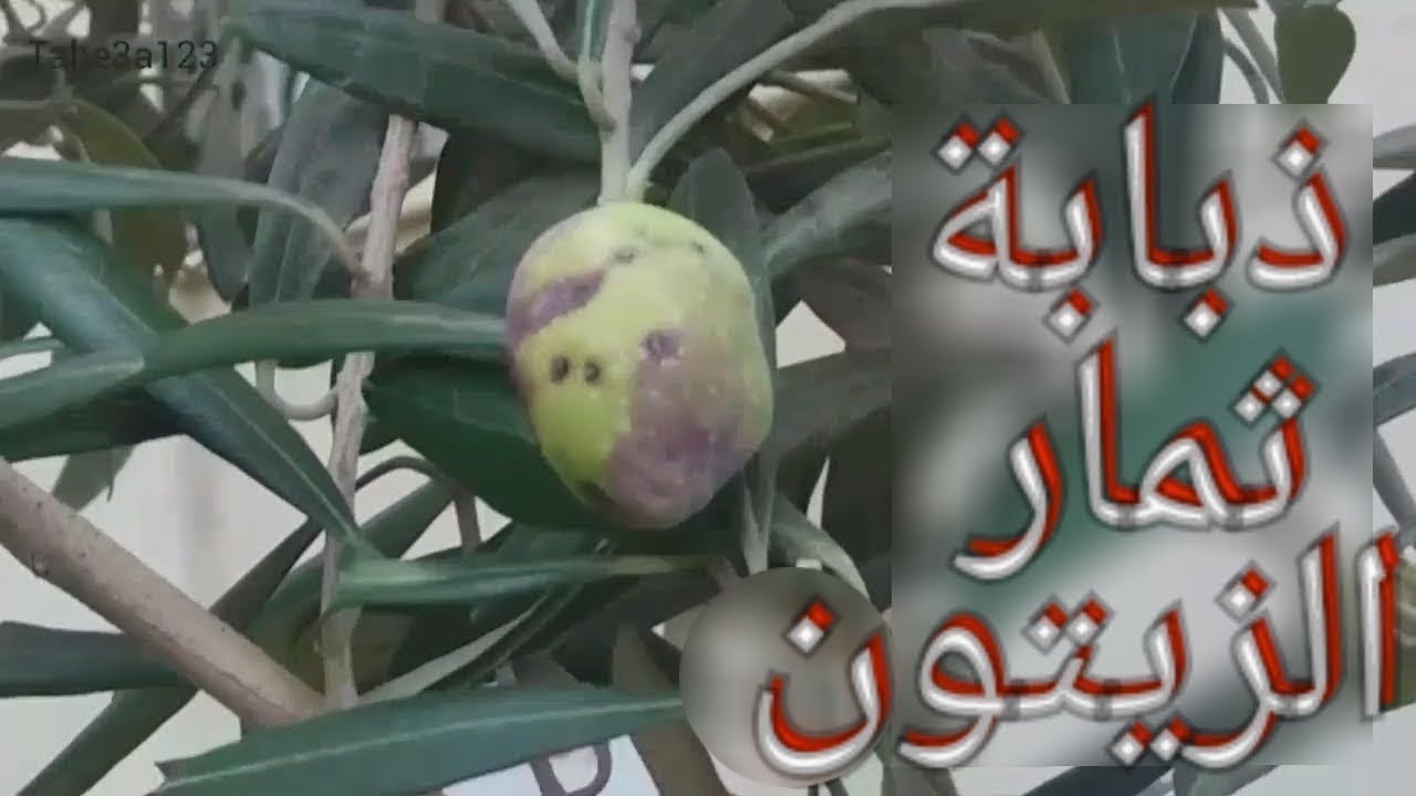 افة ذبابة ثمار الزيتون الفتاكة
