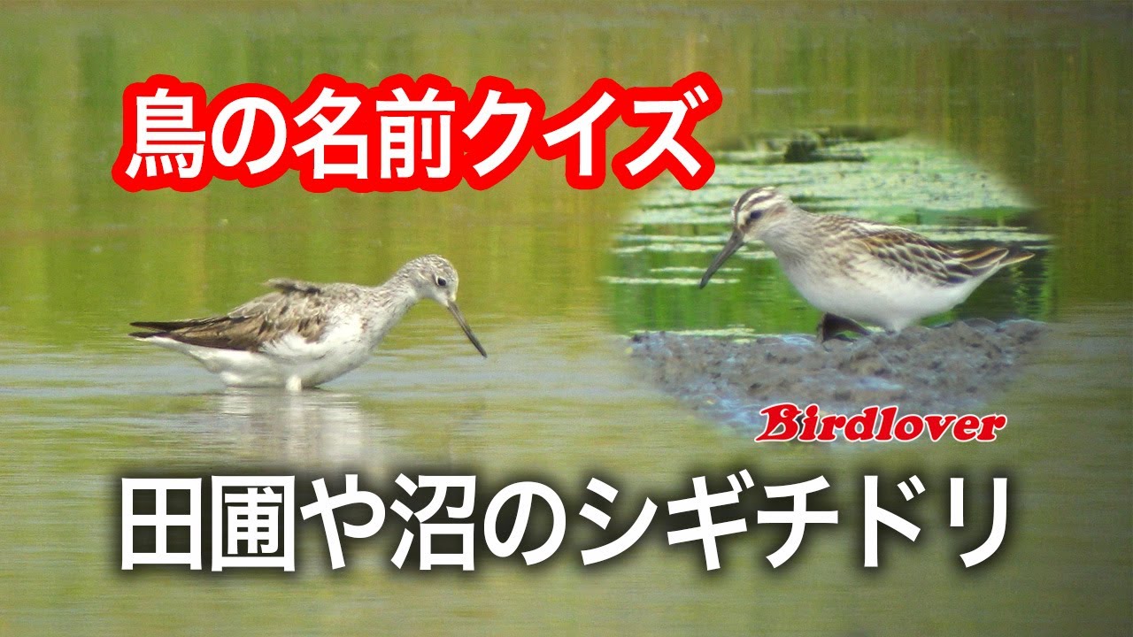 鳥の名前クイズ・シギチドリ田圃編 / 答えは字幕に入ってます/Bird name quiz
