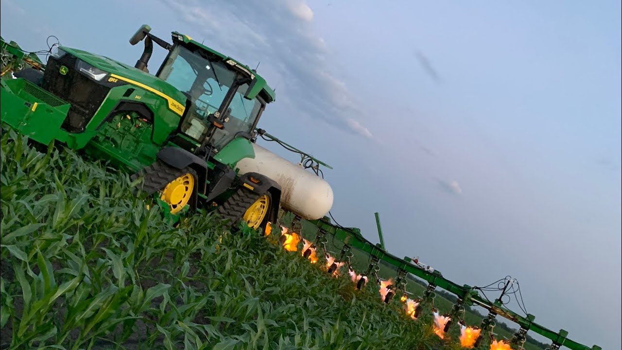 Flaming Weeds In A Organic Corn Field!