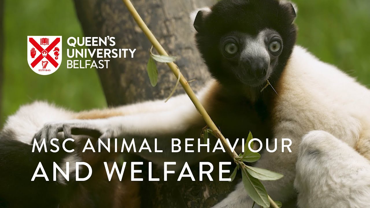 MSc Animal Behaviour and Welfare