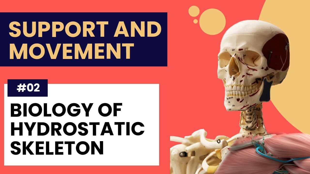 Biology of Hydrostatic Skeleton